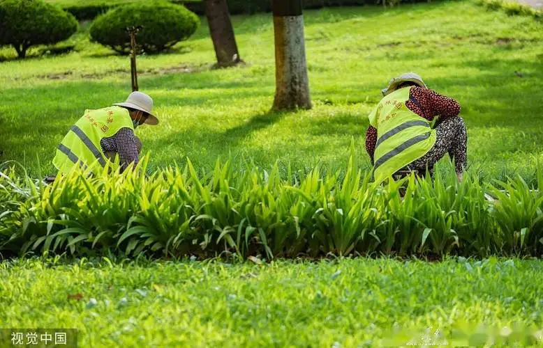 北京市属公园春季花卉观赏面积达绿地面积的七成