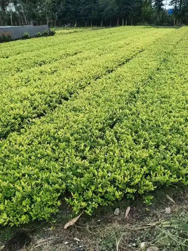 大坡地后花园园林景观设计